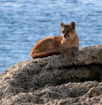 A young puma on a lakeshore in Chilean Patagonia. Photo by Donna Pyle