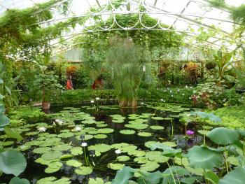 Inside the Waterlily House at Kew Gardens.
