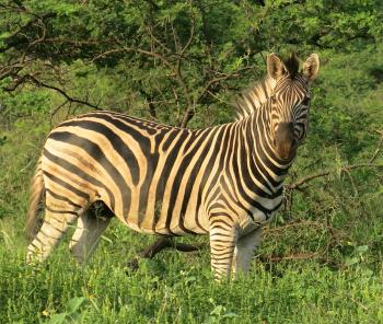 A zebra posing in the sun at Zulu Nyala Game Reserve.
