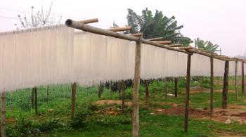 Freshly produced rice noodles hanging out to dry.