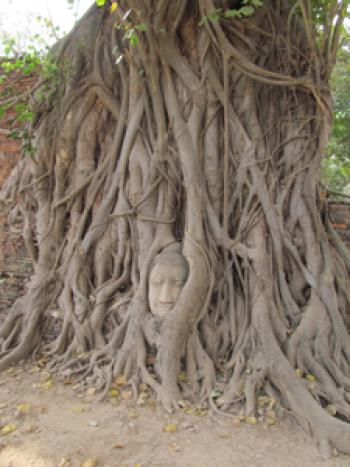 A statue of Buddha almost completely overgrown by the roots of a tree — Wat Mahathat.
