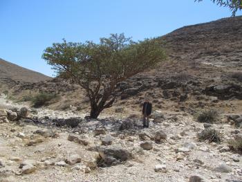 My husband, Paul, beside a frankincense tree near Salalah.