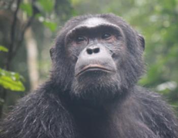 Adult chimpanzee in Kibale National Park, Uganda. Photo by Marlene Snedaker