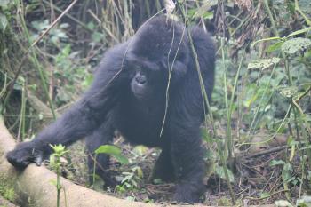 Adult female gorilla in Bwindi Impenetrable National Park, Uganda. Photo by Marlene Snedaker