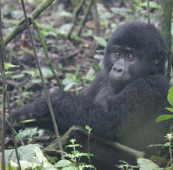 One-year-old gorilla in Bwindi Impenetrable National Park, Uganda. Photo by Marlene Snedaker