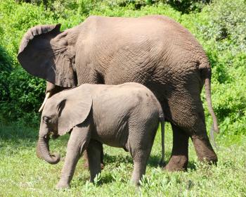 Elephants in Manyara National Park.