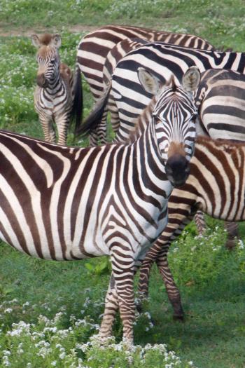 Zebras near Ndutu Lodge.