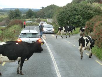 A herd of cows was in no hurry to cross an Irish road.