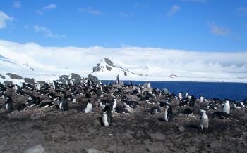 Chinstrap penguin rookery — Antarctica. Photo by Janet Weigel