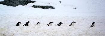 Gentoo penguins in Antarctica. Photo by Janet Weigel