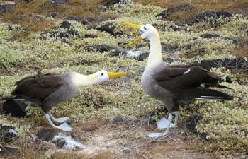 Albatrosses in the Galápagos Islands. Photo by Janet Weigel