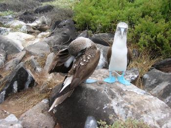 Blue-footed boobies — Galápagos Islands. Photo by Janet Weigel