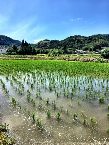 In the Arashiyama district of Japan's Honshu Island, conditions favorable to growing rice may also bring an increase in mosquitoes. Photo by Mark Gallo