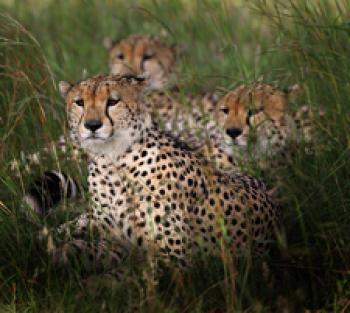 A coalition of cheetahs in Kenya’s Maasai Mara. Photo by Eric Rock for Natural Habitat Adventures