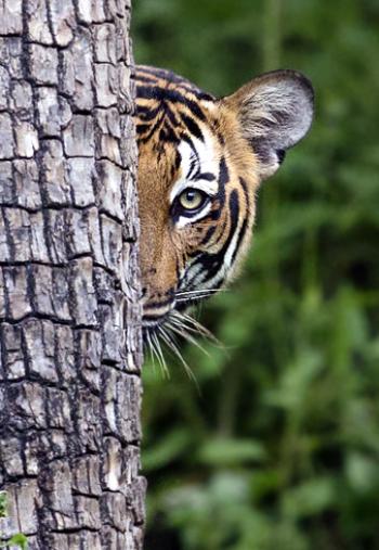 A tiger peeking from behind a tree in Bandhavgarh National Park, India. Photo by Surya Ramachandran for Natural Habitat Adventures