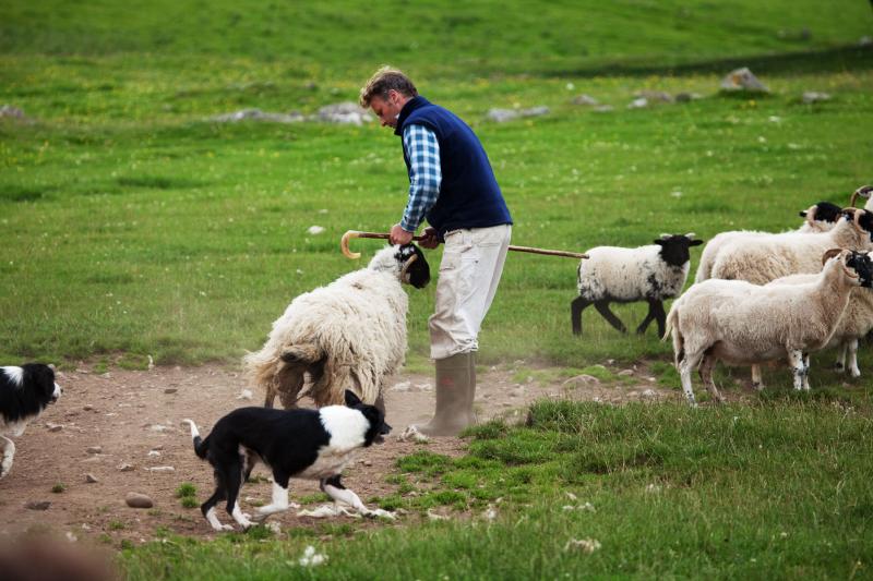 At Leault Working Sheepdogs near Inverness, Scotland, a shepherd and his well-trained dogs show how to bring in the sheep from the pastures.