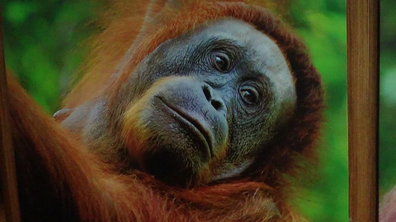 The “boss mama” orangutan at Semenggoh Wildlife Center in Sarawak.