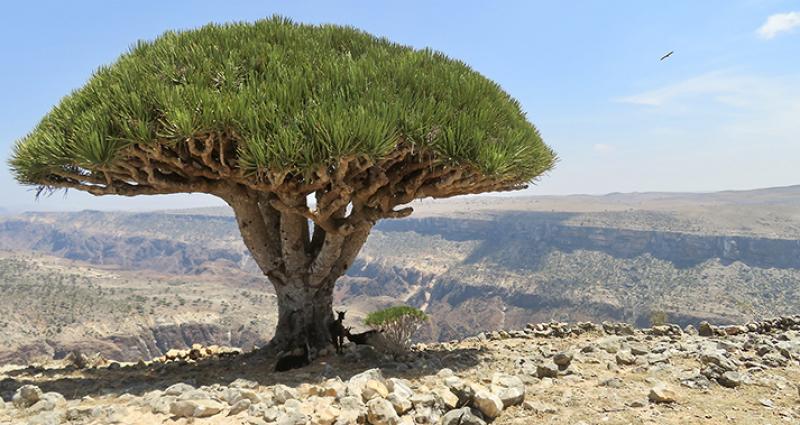 A dragon’s blood tree — Socotra, Yemen. Photo by Alla Campbell