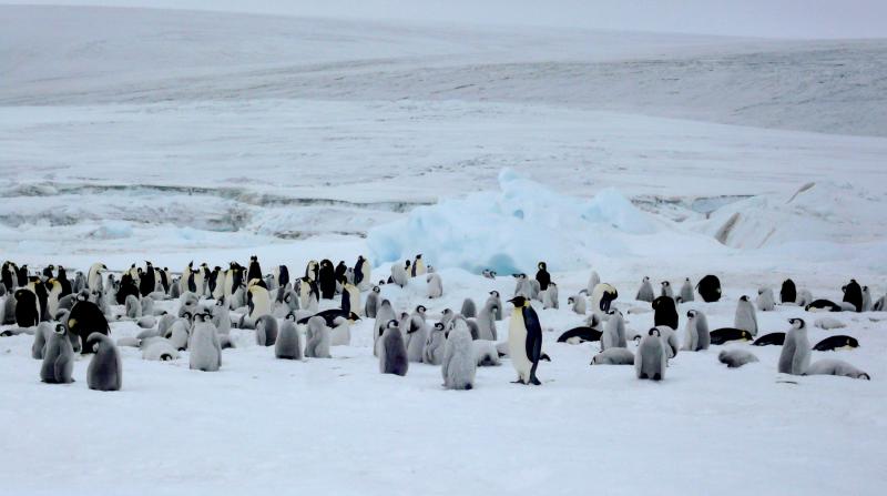 Adults and chicks meandering in the emperor penguin colony.