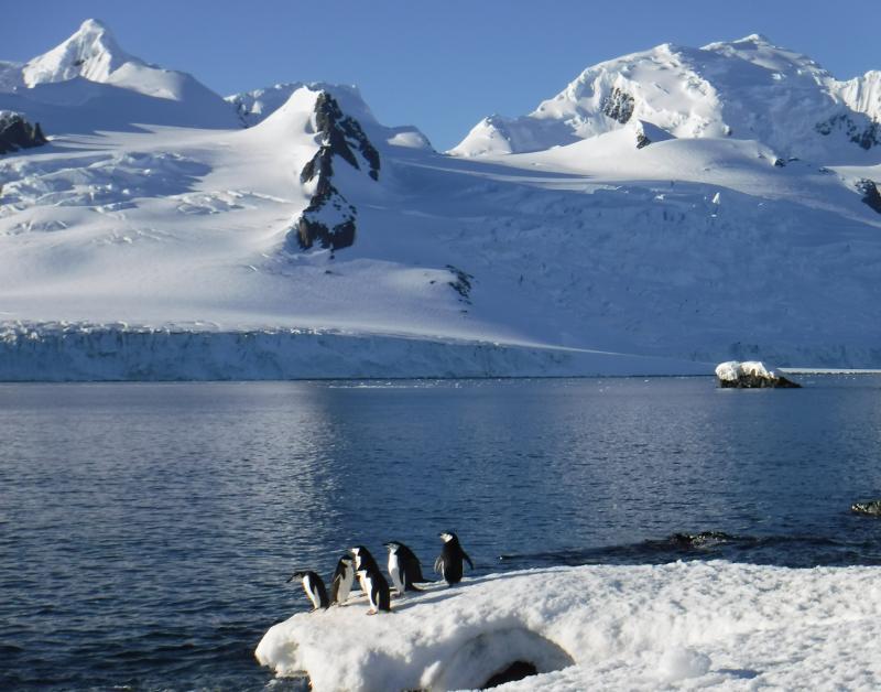 Chinstrap penguins preparing to enter the water, with Livingston Island in the background.