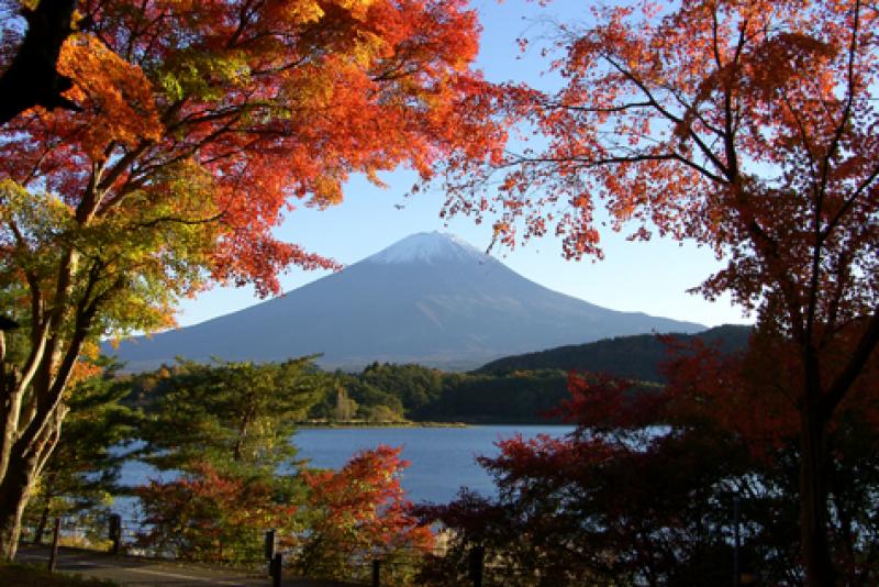 Mount Fuji with Lake Kawaguchi seen through momiji (colorful maple leaves) at the Momiji Tunnel — Lake Kawaguchi. 