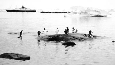 Penguins on the rocks at Port Lockroy.