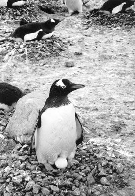 Gentoo penguin sitting on two eggs.