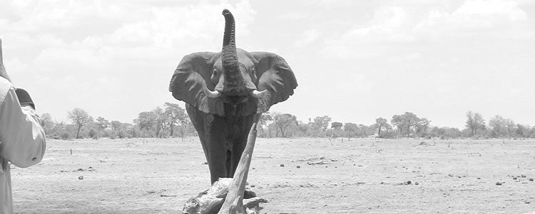 A charging bull elephant at Savuti as seen from the “hide” on the edge of the water hole.