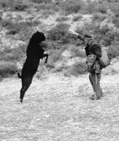 Argudo is a very personable Spanish shepherd who spars with his black goat.