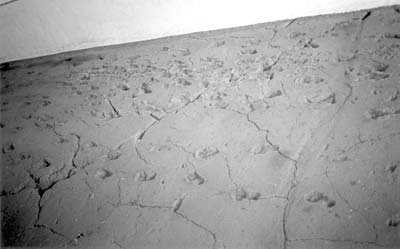 Footprints at Acahualinca, Managua.