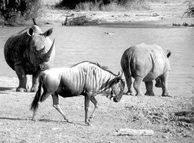 Water holes attract all the big animals, including, here, two rhinos and a gnu. Photos: Wirtanen