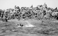  Dyer Island in Walker Bay has great numbers of Cape fur seals that attract great white sharks. 