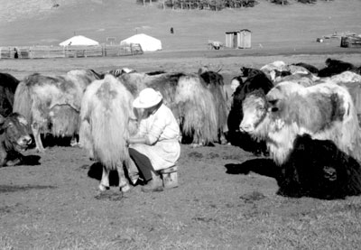 Yaks are milked twice a day. 