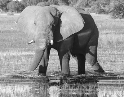 Elephant at Chief’s Camp in the Okavango Delta.