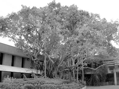 Galamarrma, the banyan “Tree of Knowledge,” has been since 1898 a meeting place, a postal address and a community notice board. Chinese youth here met, learned from their elders and gained wisdom in its shade.