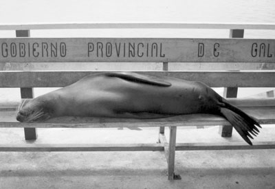 Waiting for the short ride to the airport in Baltra, we met this sea lion sunning himself at the bus stop. Photos: Popper