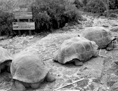Tortoises at Darwin Research Station. 