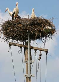A family of storks welcomes us to their village.