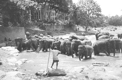 Elephant orphanage in Sri Lanka.