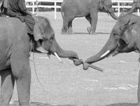 Passing the baton during a relay race at the Elephant Roundup — Surin, Thailand. Photos: Neilson