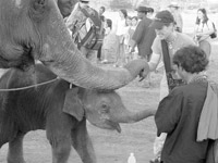 Doris Neilson’s niece, Heide, and elephants in Surin, Thailand. 