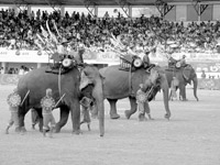 A procession of elephants before a mock battle — Surin. 