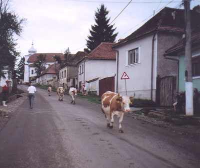 Main Street in Miklósvár, Romania, as the cows come home. Photos: Miller