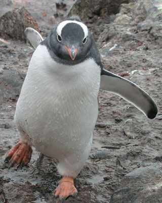 Gentoo penguin — Paradise Harbor, Antarctica. Photo by Debi Shank