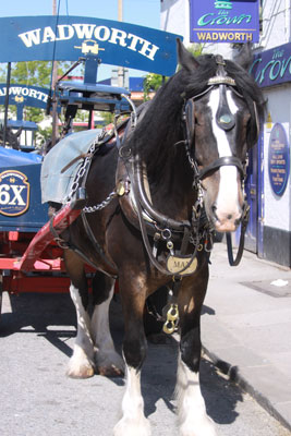 Max, the shire horse, in Devizes.