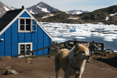 One of the many sled dogs descended from the original breed brought by the Vikings — Greenland.