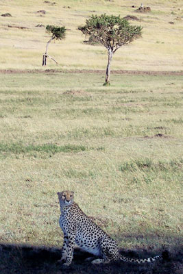 Cheetah sightings generate excitement with visitors to the Masai Mara.