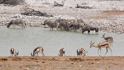 Oryx, zebra and springbok quenching their thirst in Etosha National Park.