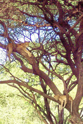 Lake Manyara National Park is known for its tree-climbing lions, but sightings are uncommon. Photo: Keck 