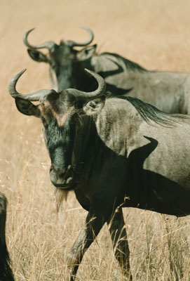 Wildebeests in the Serengeti — Tanzania. Photo: Tykol